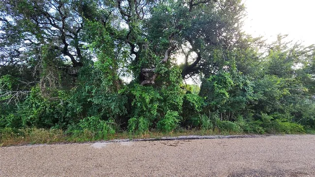a view of a plants and trees
