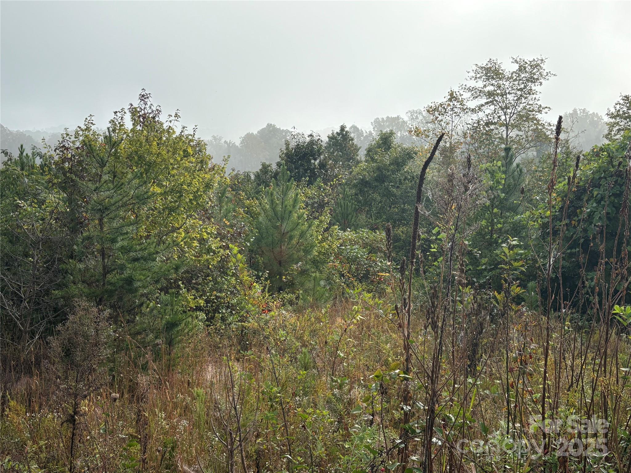 a view of a forest with trees in the background