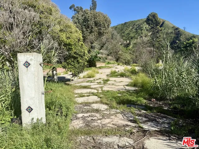 a view of a yard with plants and large trees