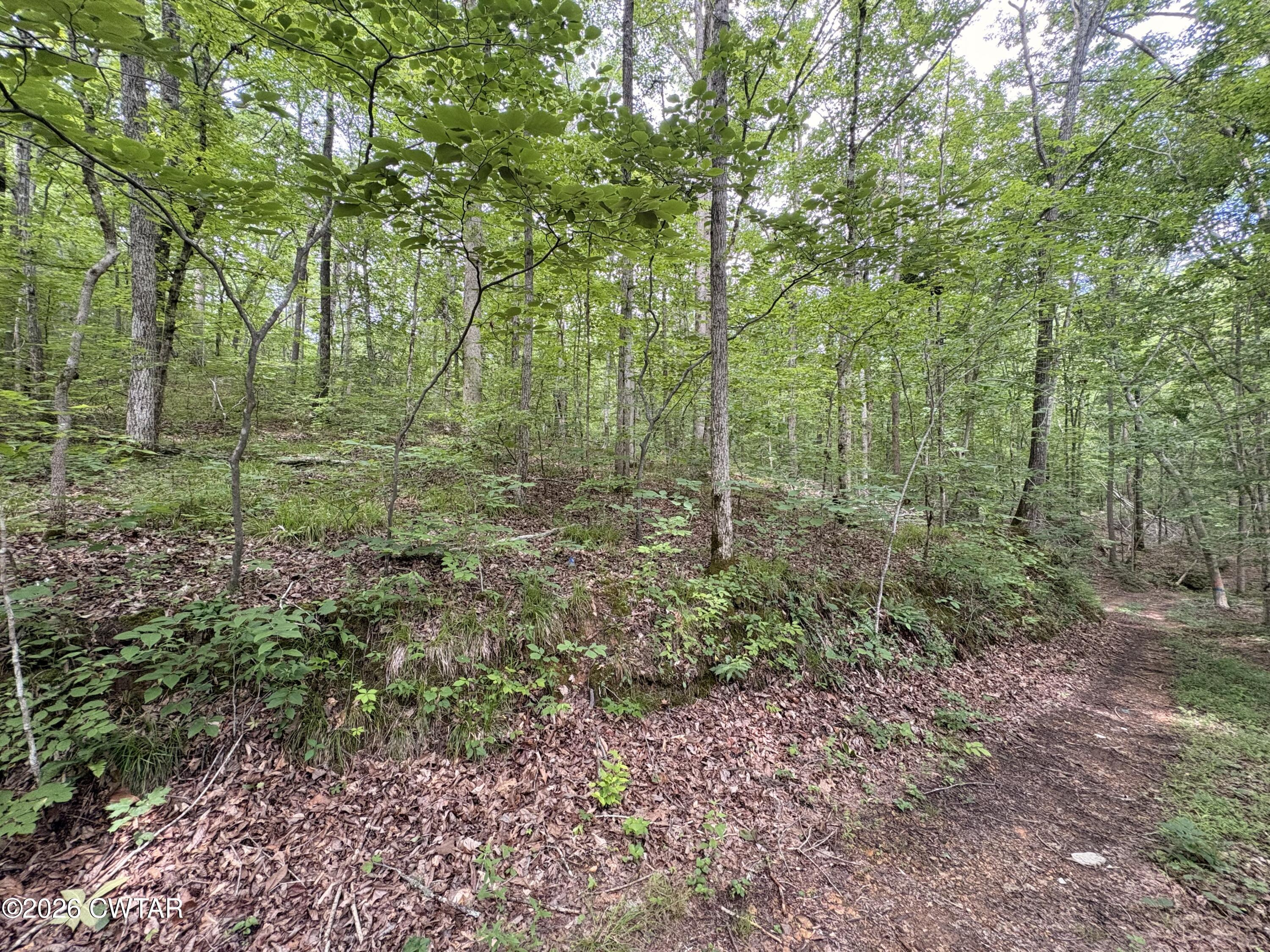 0 Woods Fork Road Linden, TN 37096 - Photo 10 of 12 a view of a forest with trees