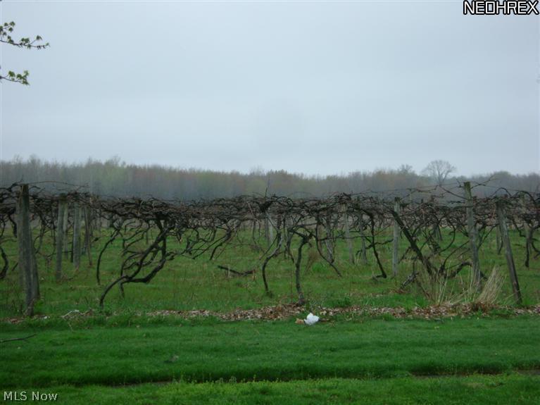 6612 South Ridge Road East Kingsville, OH 44048 - Photo 22 of 24 Wonderful view of vineyards located right across the street. You can almost taste the wine.