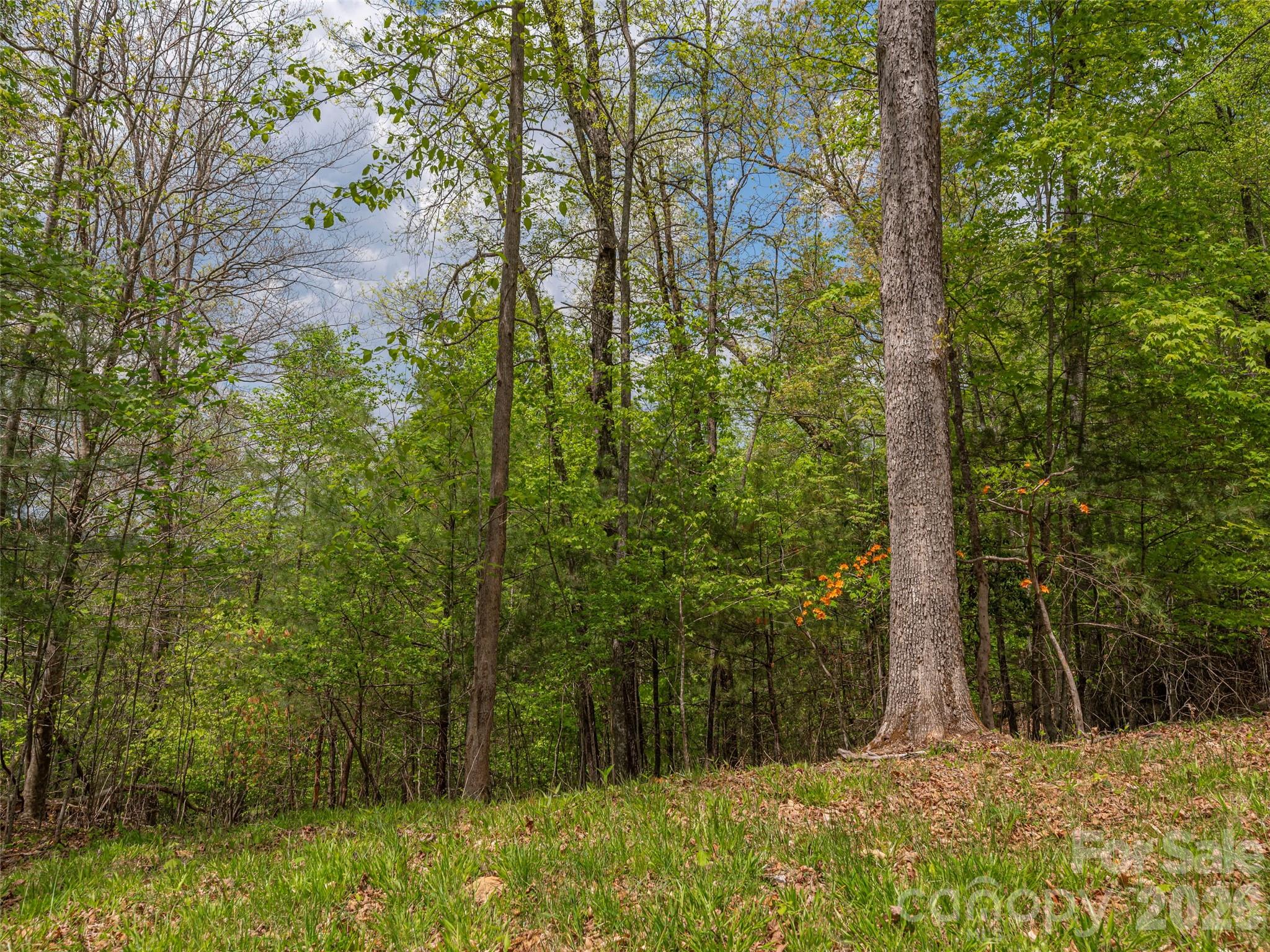 0 Caney Fork Road Cullowhee, NC 28723 - Photo 14 of 22