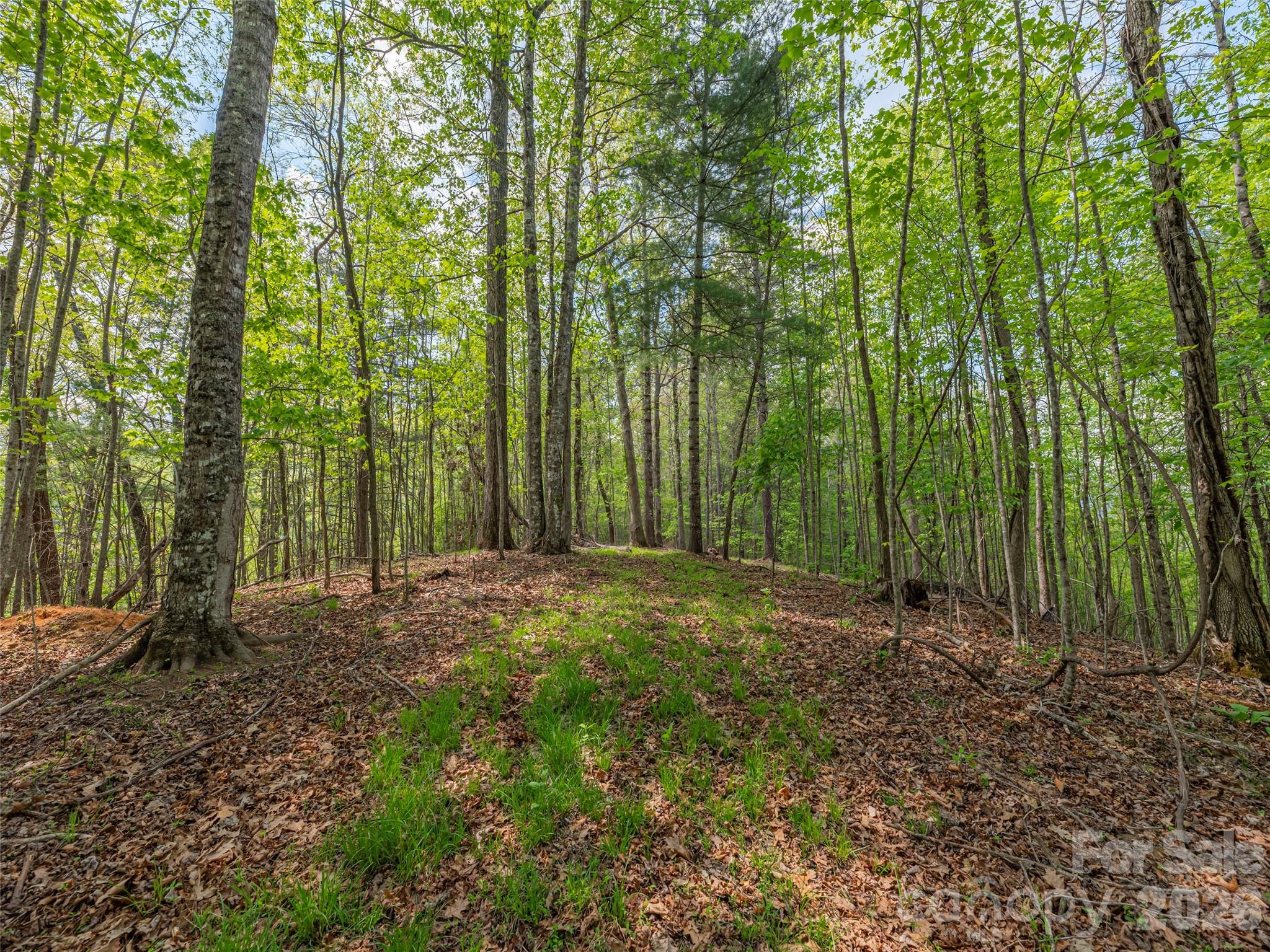 0 Caney Fork Road Cullowhee, NC 28723 - Photo 6 of 22
