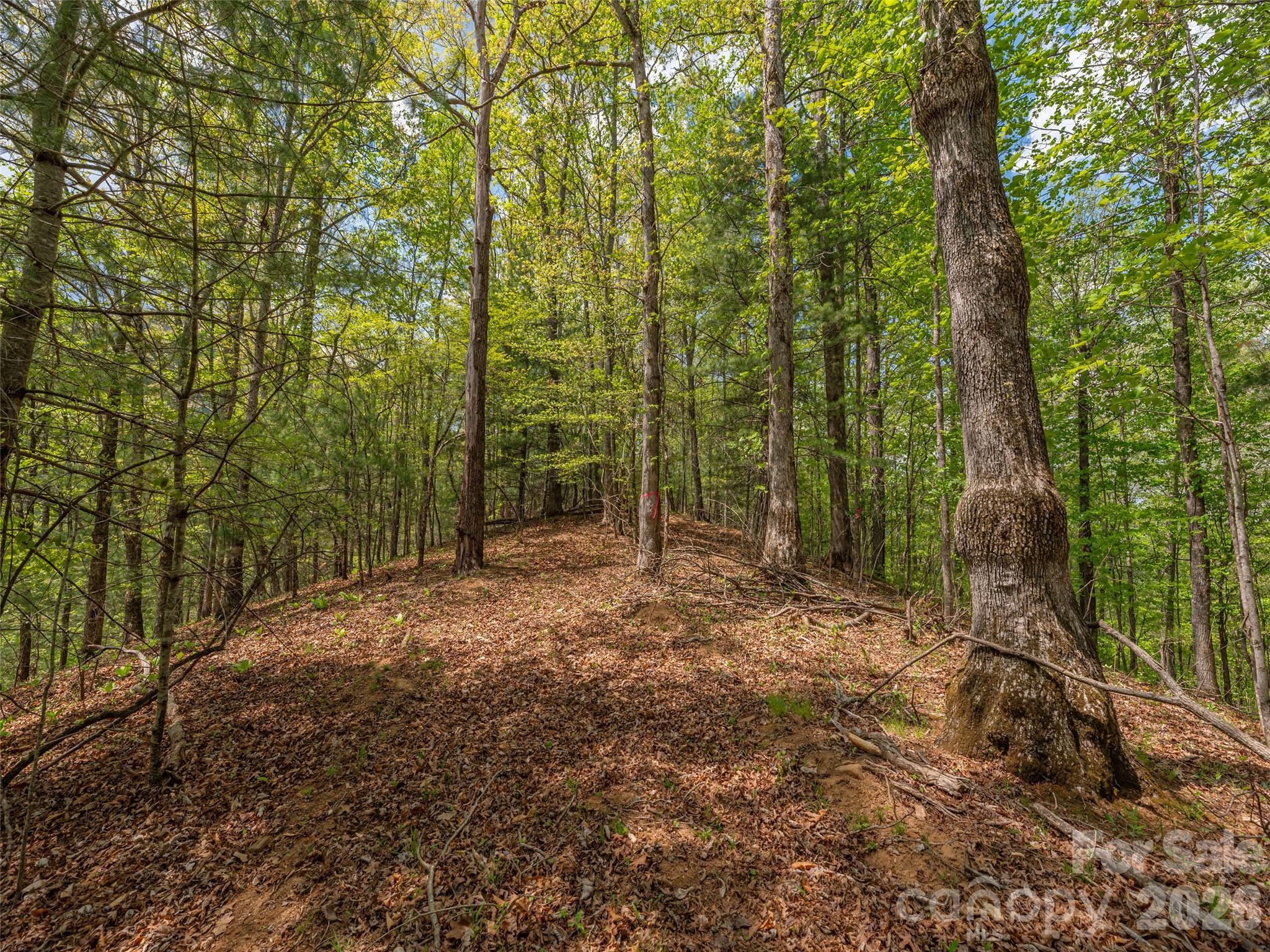 0 Caney Fork Road Cullowhee, NC 28723 - Photo 10 of 22
