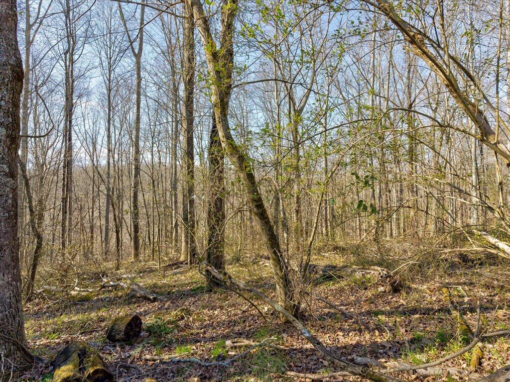 4 Wilson Road, Unit 4 Speedwell, TN 37870 - Photo 3 of 27 Tract 4 Wilson Rd - 3