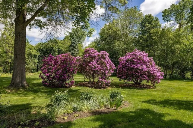 a plant that is in a garden