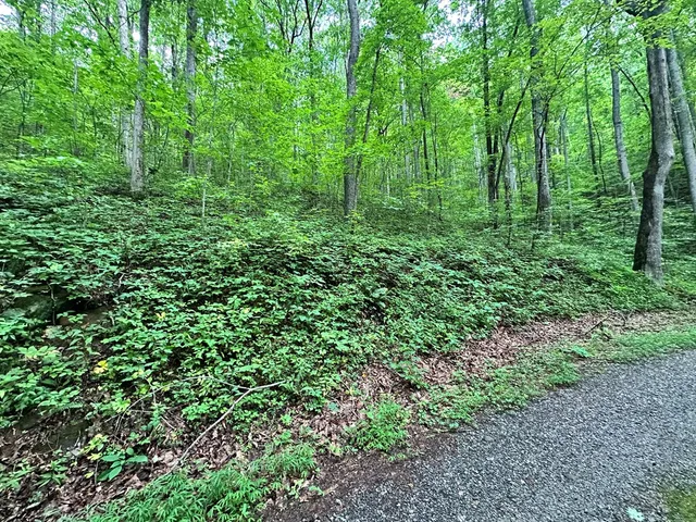 a view of a lush green forest