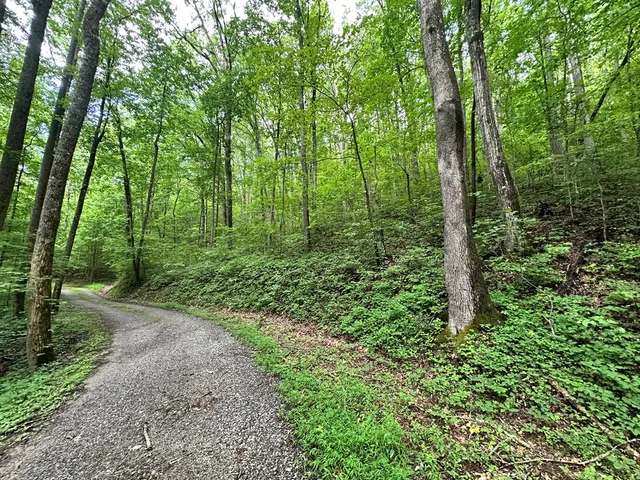 a view of a lush green forest