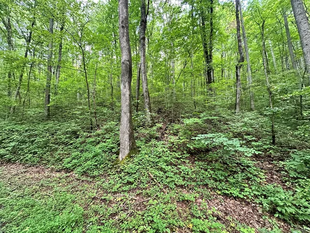 a view of a lush green forest