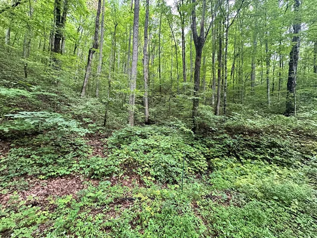 a view of road and trees