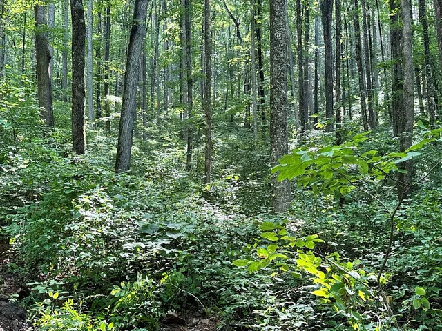 $39,800 | Lot 19 Burnt Leaf, Hayesville, NC 28904