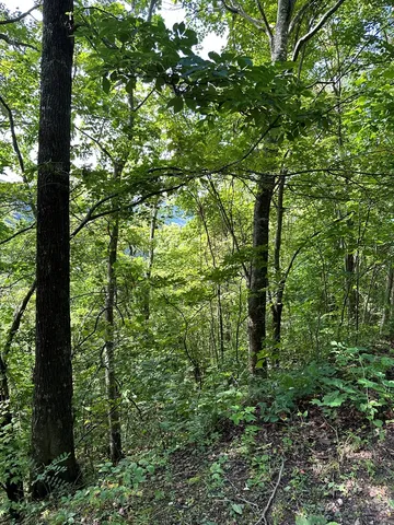 a view of a lush green forest