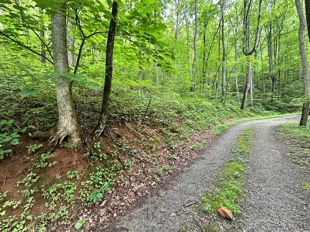 a view of a lush green forest