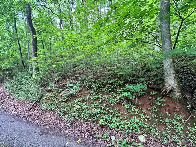 a view of a yard with a tree
