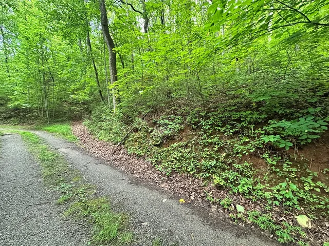 a view of a lush green forest