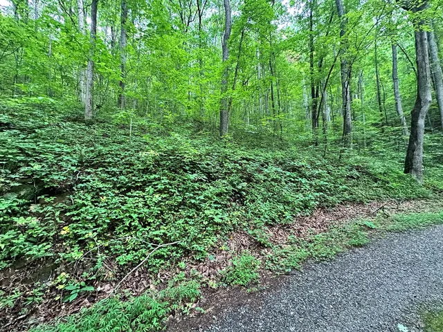 a view of a lush green forest
