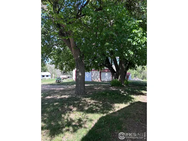 a view of a tree in the middle of a yard