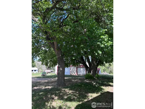 a view of a tree in the middle of a yard