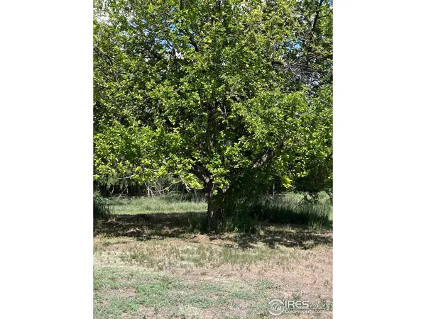 a view of a yard with plants and a tree