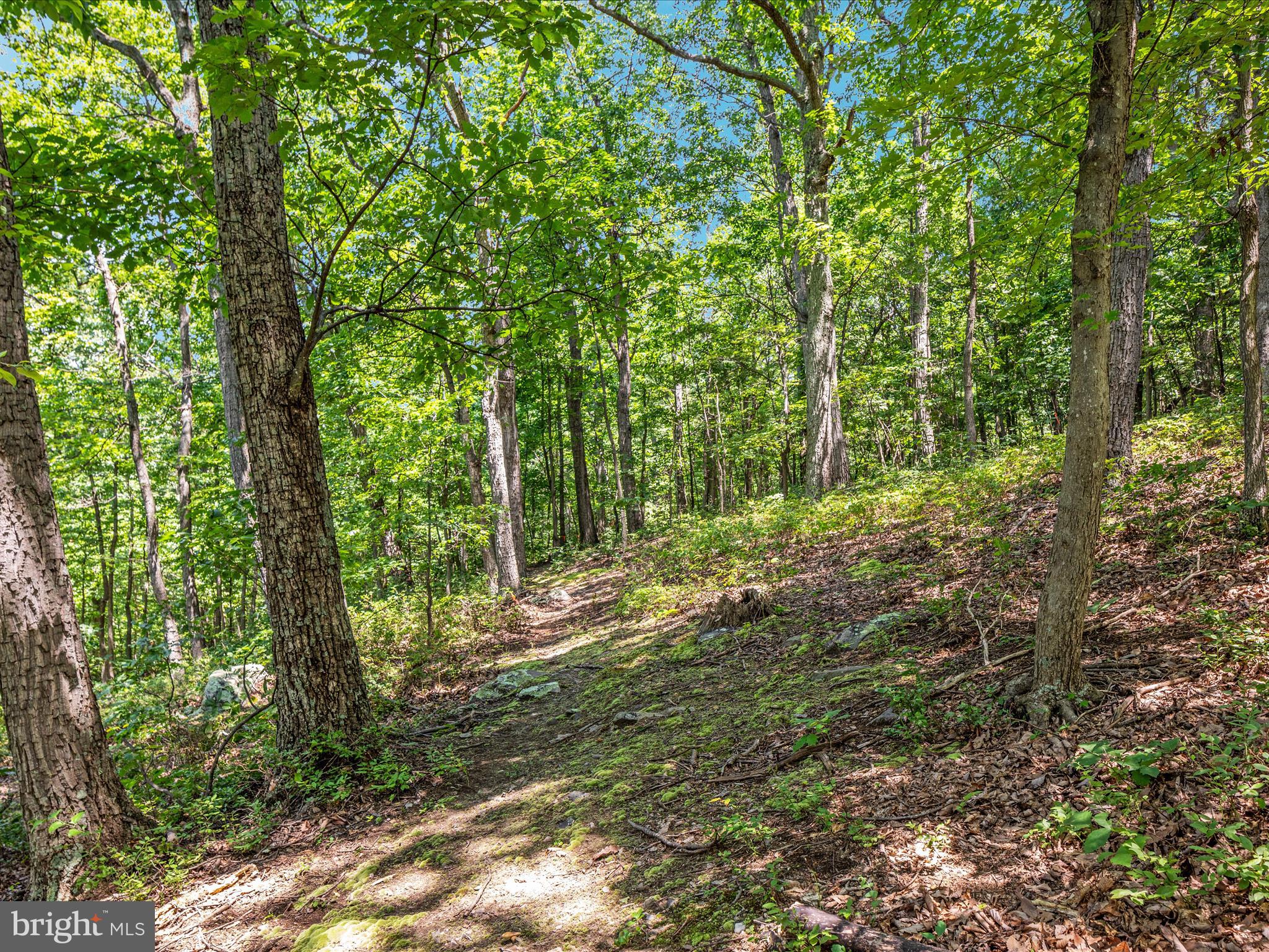 4327 Ebenezer Road Bluemont, VA 20135 - Photo 49 of 93 a big yard with lots of green space and trees