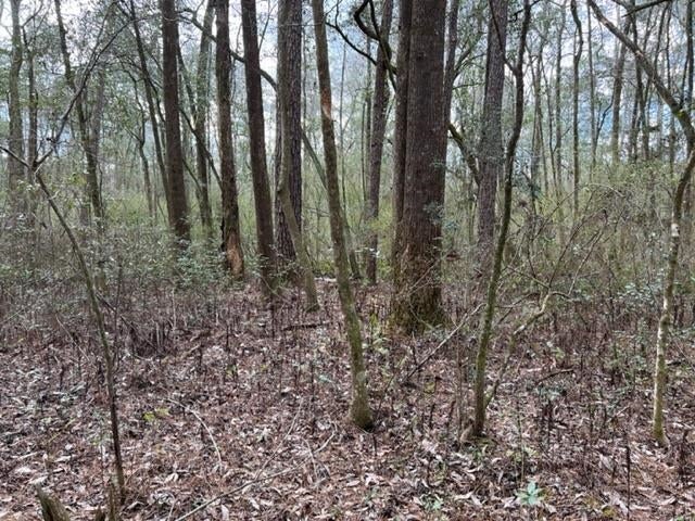 0 Adams Pond Road Opp, AL 36467 - Photo 8 of 19 Gallery Image 8