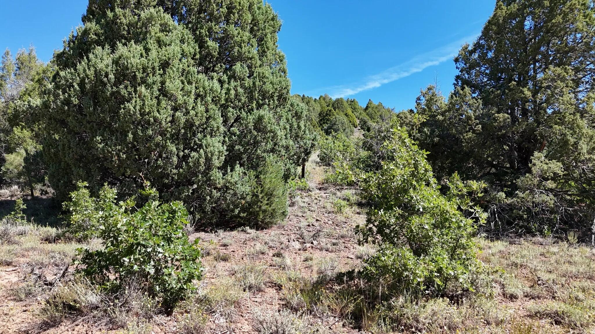 2699 East Oak Tree Trail, Unit 21 Springdale, UT 84767 - Photo 5 of 9 Image_20260825_161053_674