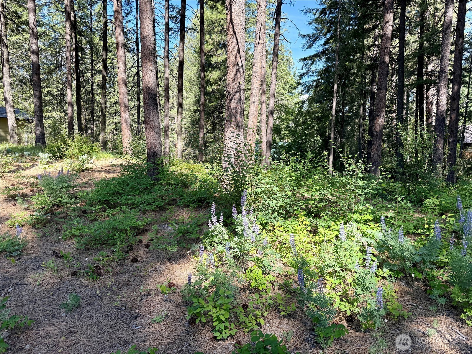 11 Highland Mdw Road Winthrop, WA 98862 - Photo 10 of 25 a view of a yard with plants and trees