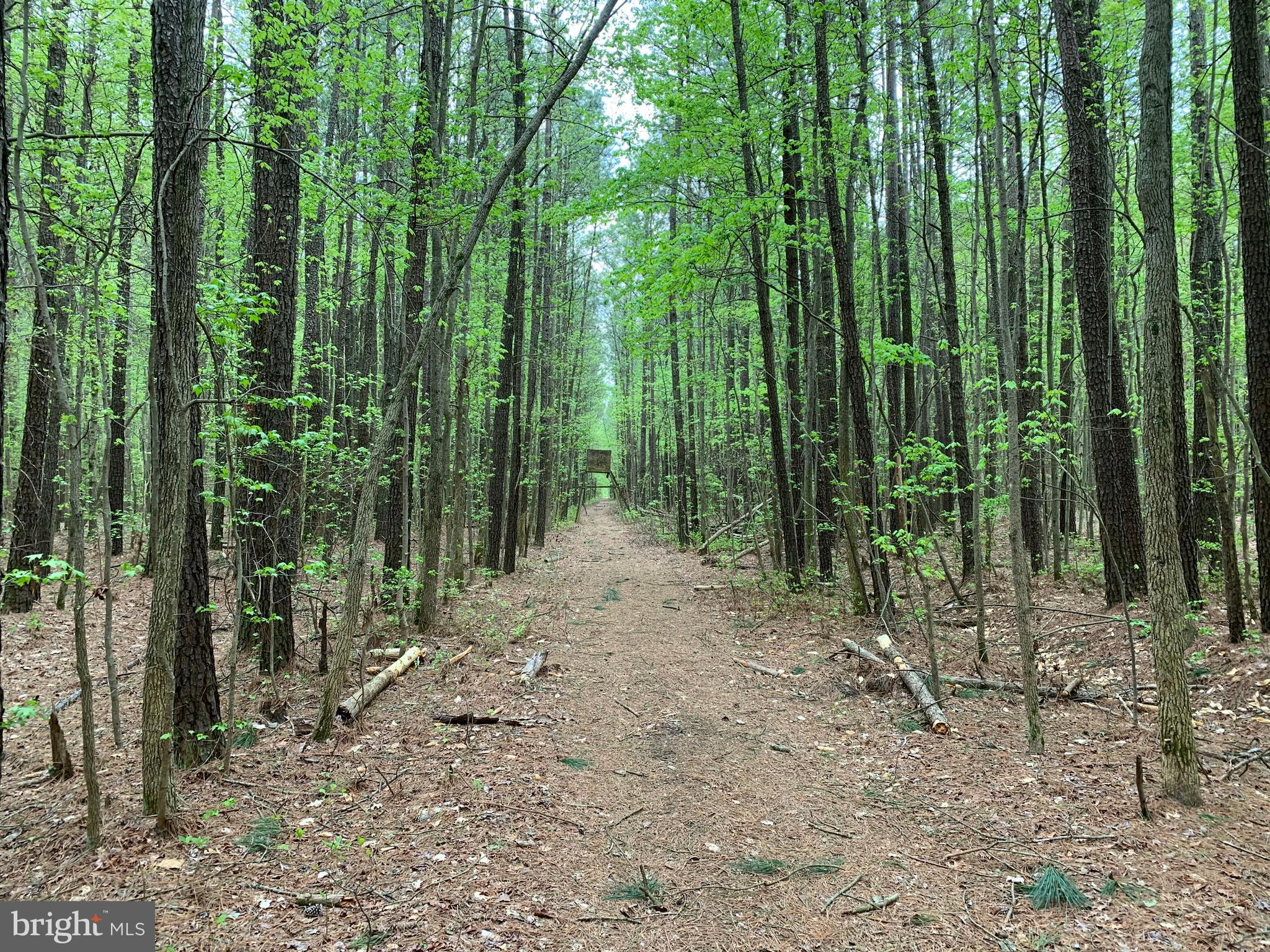 4340 Egypt Road Cambridge, MD 21613 - Photo 23 of 42 Clean woods Clear Shooting Lanes