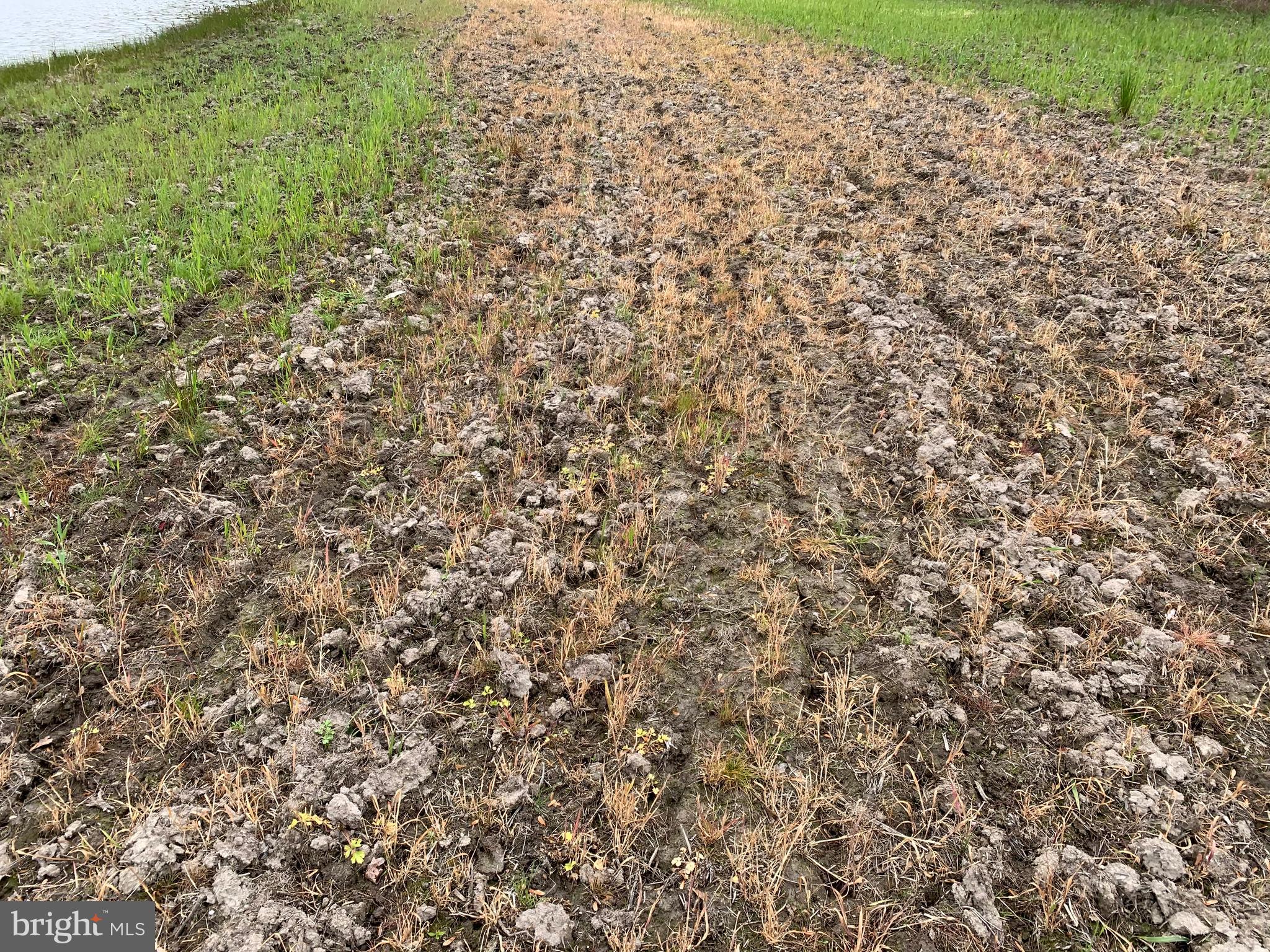 4340 Egypt Road Cambridge, MD 21613 - Photo 25 of 42 Acreaged Dedicated to FoodPlot