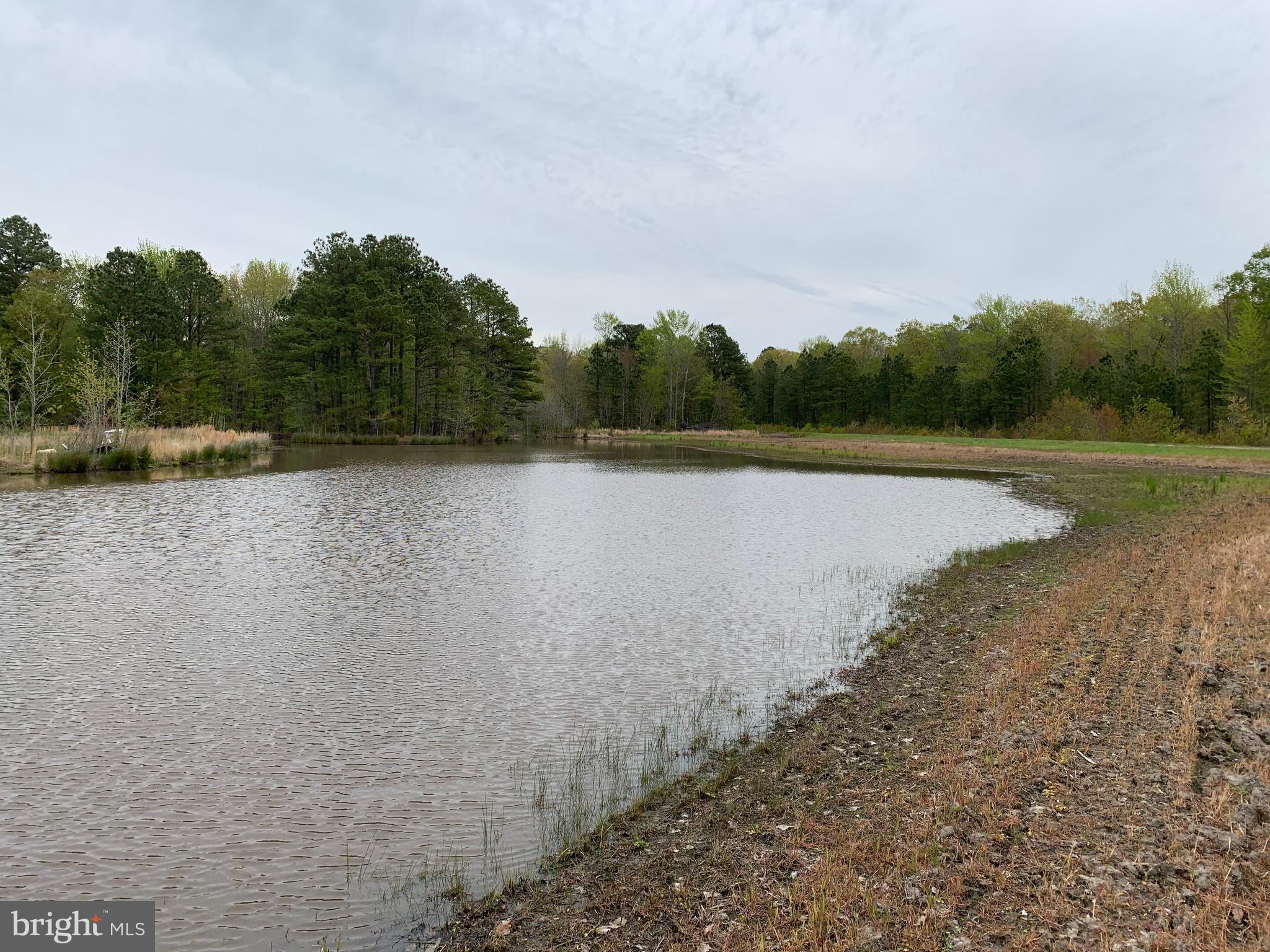 4340 Egypt Road Cambridge, MD 21613 - Photo 26 of 42 Beautiful Farm Ponds w food plots