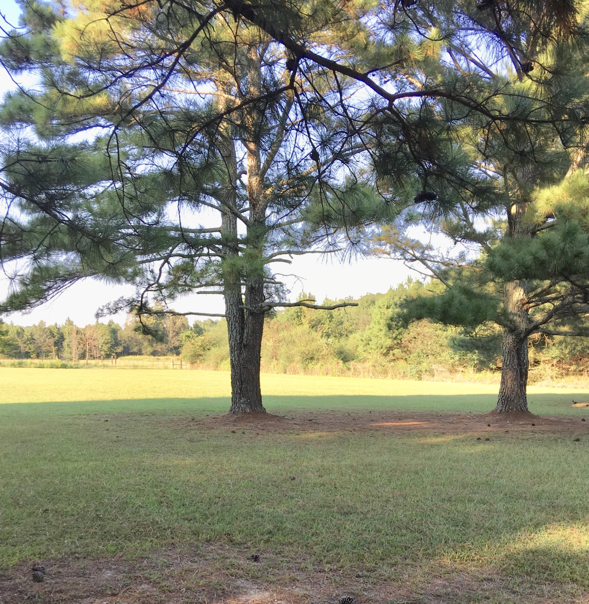 3698 Halls Valley Road Trion, GA 30753 - Photo 12 of 30 fullsizeoutput_122