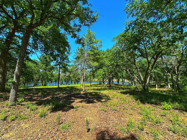 a view of a yard with plants and a large trees