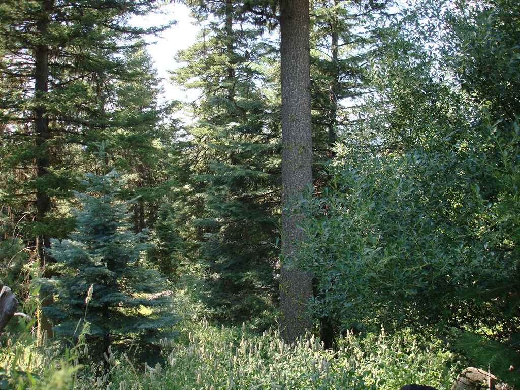 Lot 68 Aspen Ridge Lane, Unit 68 McCall, ID 83638 - Photo 8 of 9