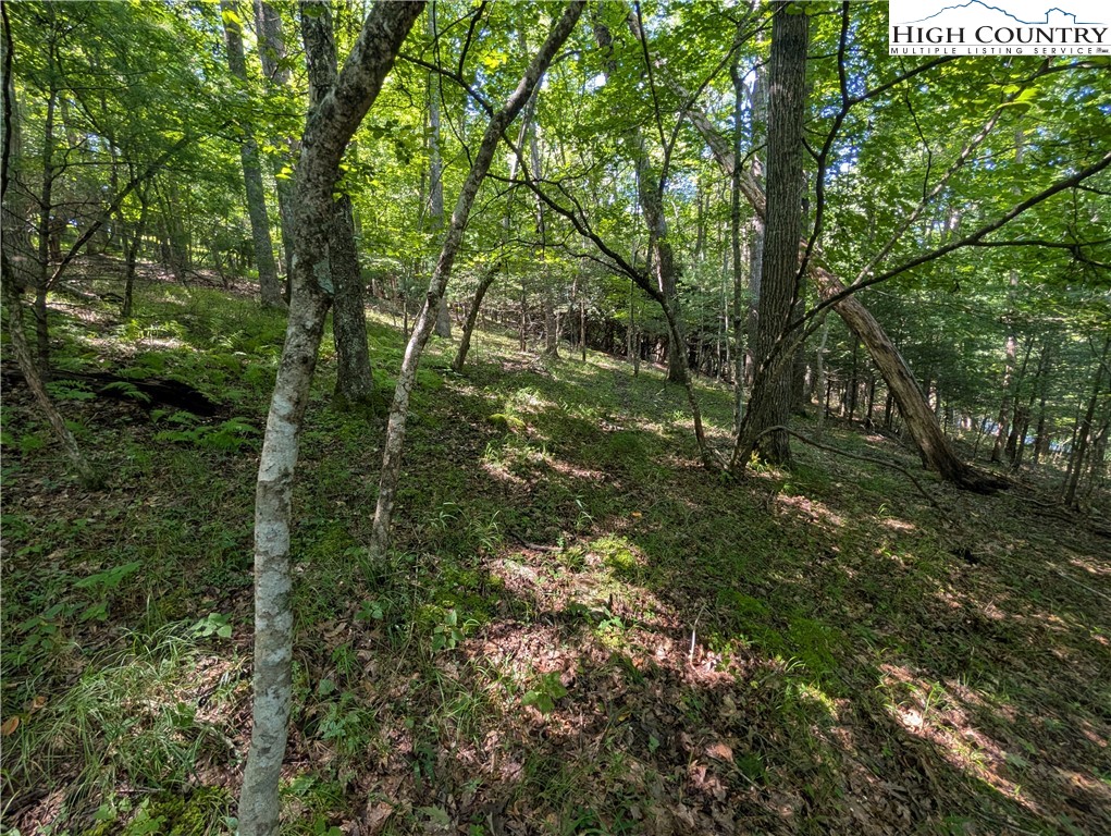 Sharon Sweeney Road Crumpler, NC 28617 - Photo 11 of 25 a view of a forest with lots of trees