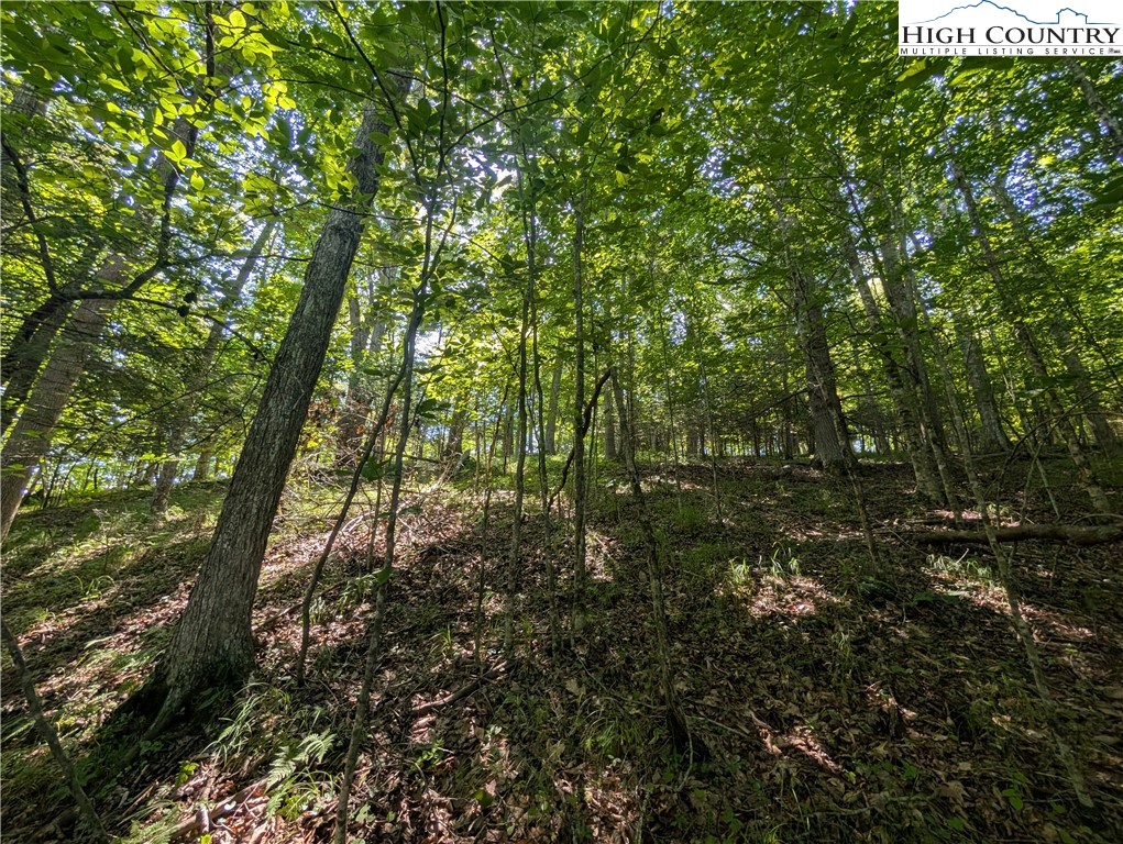Sharon Sweeney Road Crumpler, NC 28617 - Photo 13 of 25 a view of forest