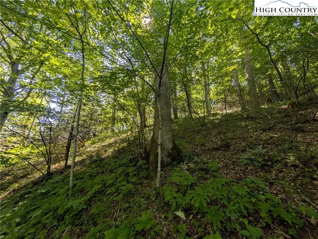 a view of a lush green forest