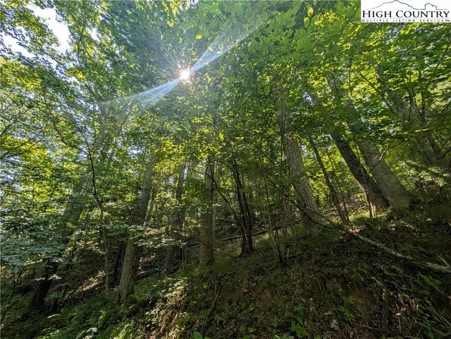 a view of a lush green forest