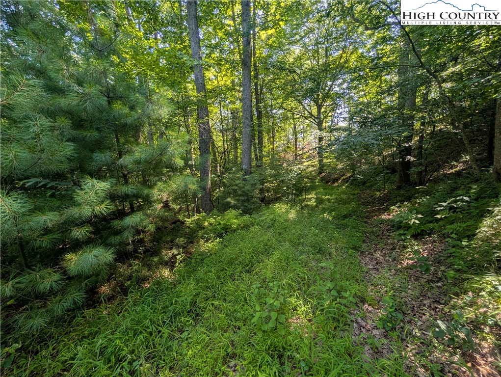 Sharon Sweeney Road Crumpler, NC 28617 - Photo 16 of 25 a view of a lush green forest