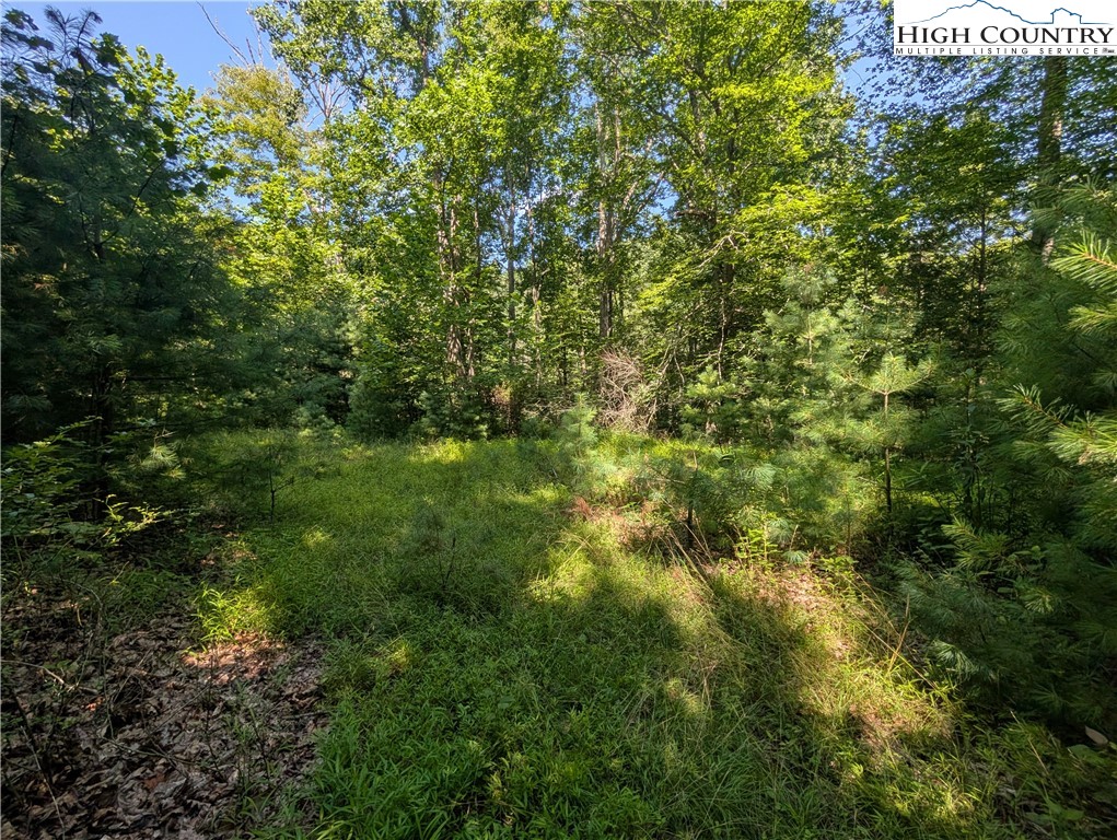 Sharon Sweeney Road Crumpler, NC 28617 - Photo 17 of 25 a view of a lush green forest