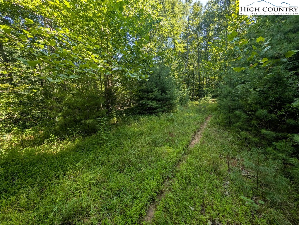 Sharon Sweeney Road Crumpler, NC 28617 - Photo 18 of 25 a view of a lush green forest