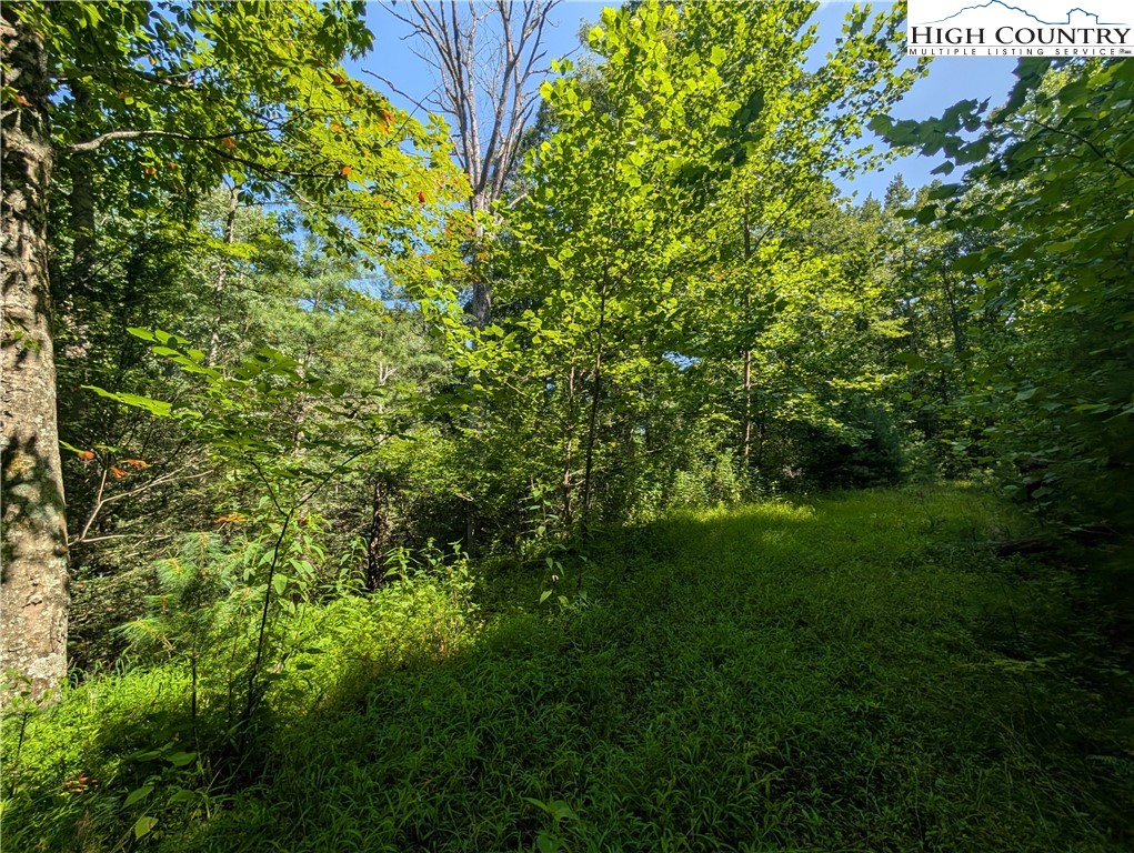 Sharon Sweeney Road Crumpler, NC 28617 - Photo 19 of 25 a view of a lush green forest