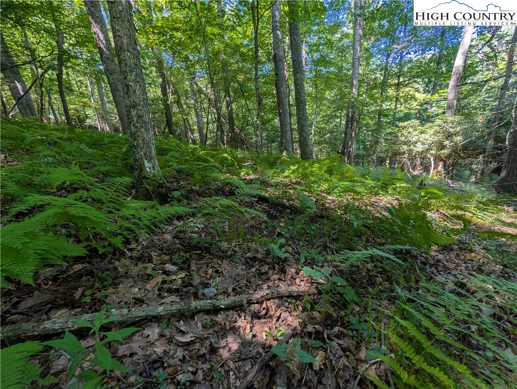 Sharon Sweeney Road Crumpler, NC 28617 - Photo 2 of 25 a view of outdoor space and green space