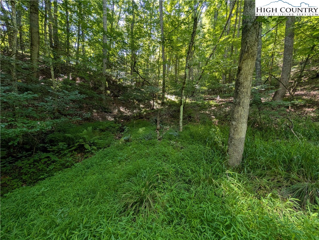 Sharon Sweeney Road Crumpler, NC 28617 - Photo 21 of 25 a lush green forest with lots of trees