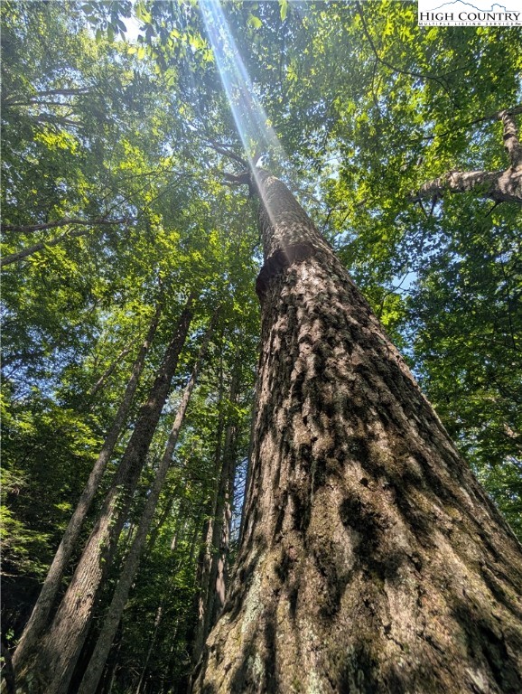 Sharon Sweeney Road Crumpler, NC 28617 - Photo 25 of 25 a view of a tree