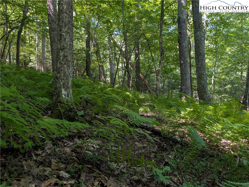 Sharon Sweeney Road Crumpler, NC 28617 - Photo 5 of 25 a view of a forest with trees