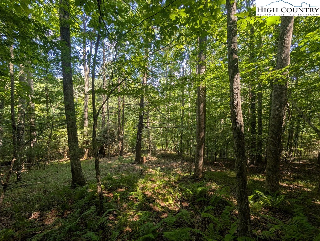 Sharon Sweeney Road Crumpler, NC 28617 - Photo 8 of 25 a view of outdoor space and trees