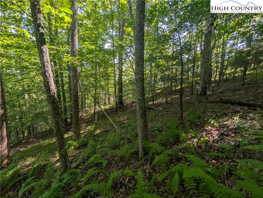 Sharon Sweeney Road Crumpler, NC 28617 - Photo 9 of 25 a view of outdoor space and trees all around