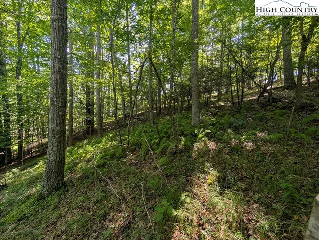a view of a forest with lots of trees