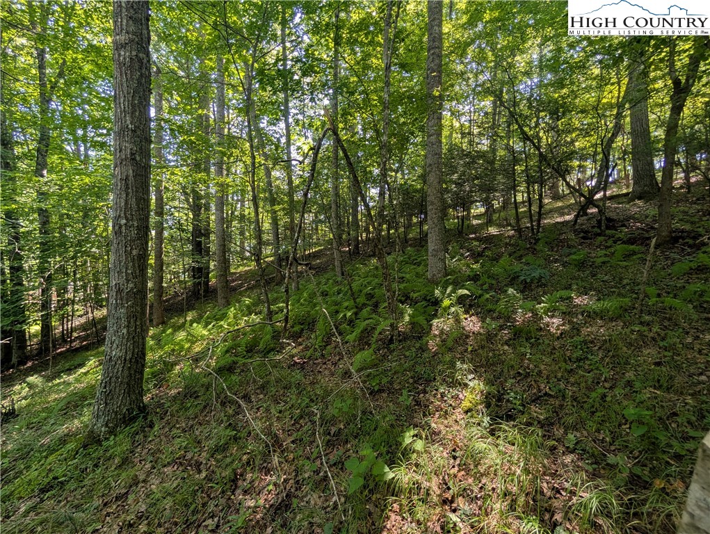 Sharon Sweeney Road Crumpler, NC 28617 - Photo 10 of 25 a view of a forest