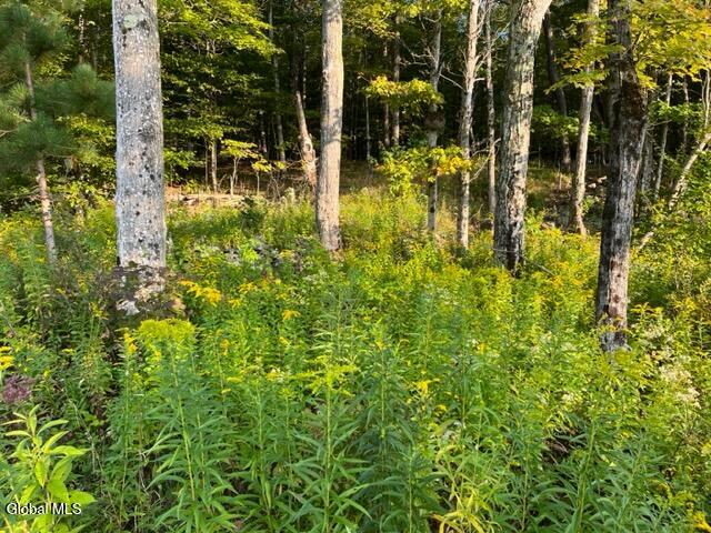 L9.70 Olmo Lane Rensselaerville, NY 12147 - Photo 10 of 18 IMG_4635